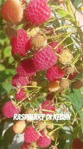 raspberry harvesting, panen raspberry #shorts