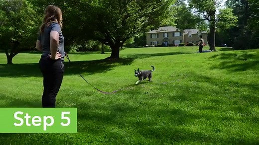 GPS Fence Boundary Training for Dogs | Dog Boundary Training | SpotOn