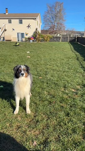 Nyla is trying so hard with @dewberry.schnoodle 殺 | Animal Cracker's Pet Sitting | Facebook