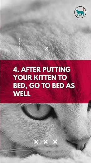 HOW TO HELP A KITTEN SLEEP AT NIGHT | 4 Tips On How To Help Cats To Sleep