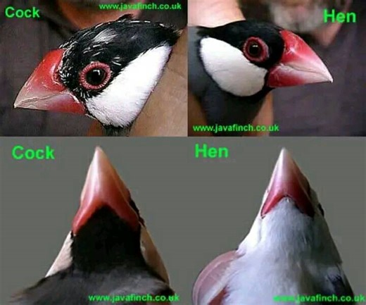 Finch Breeders Philippines 🇵🇭🇵🇭🇵🇭 | How to gender Java Sparrow birds. | Facebook