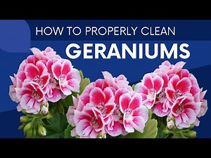 How to Properly Clean Up GERANIUMS - How & Why You Need To Keep Them Clean