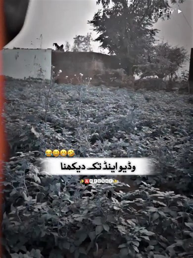 Humorous Urdu Status for Daily Laughter