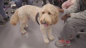 6.6K views · 228 reactions | Spreading smiles, easing stress and promoting wellness. Syracuse University's pet therapy program brings students and dogs together for relaxing interactions in a new, dedicated space in the Barnes Center at The Arch.  ow.ly/b9Qj50xOdZ8 | Syracuse University | Facebook