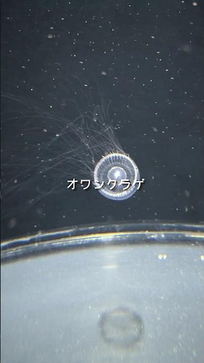15秒でわかるクラゲ図鑑〜オワンクラゲ #クラゲ #jellyfish #水族館 #aquarium 〜