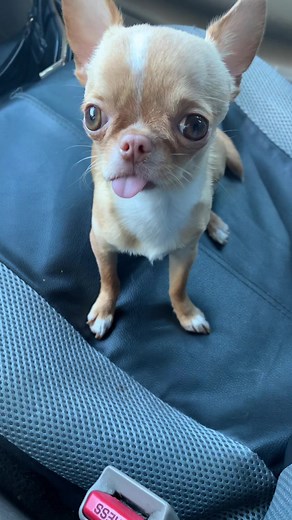 Adorable Apple Head Chihuahua Showing Personality in the Car