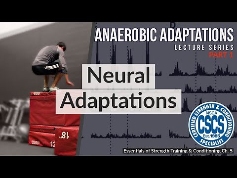 Neural Adaptations to Anaerobic Training | CSCS Chapter 5 (Henneman's Size Principle)