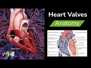 HEART VALVES ANATOMY (Atrioventricular & Semilunar valves)
