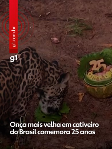 #Amazonas - A onça-pintada Guardião, que detém o título oficial de felino mais velho em cativeiro no Brasil, comemorou 25 anos de idade neste domingo (31). Para celebrar a marca histórica, o Zoológico do Centro de Instrução de Guerra na Selva (CIGS), localizado em Manaus, preparou uma programação especial com direito a festa e um