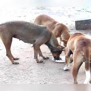 32K views · 554 reactions | Funny PRank Monkey 2021 | JingPrank | Facebook