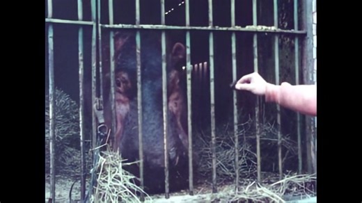 A travelling circus driving through Ancaster, Ontario in 1976. credit: nfb | Old Ontario Series