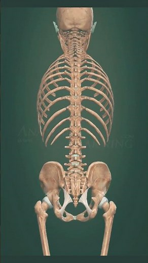 3D animation of vertebral column. #biology #spine