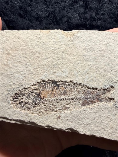 Eocene Fossil Fish – Knightia Sp. (green River Formation) - Etsy