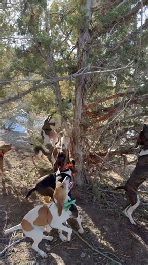COUGAR CAUGHT WITH HOUNDS! #dogs #wildlife #puppy #huntingdog #animals #puma #mountaincat #elgato