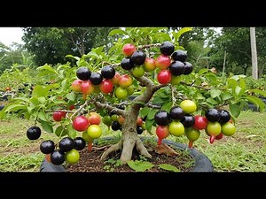 Technique : Grafting Java Plum Tree Cutting Faster, how to grow Java plum trees: Step-by-Step Guide