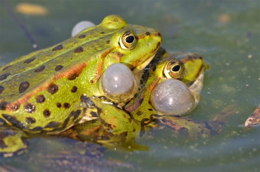 Why frogs frequently f**k odd things