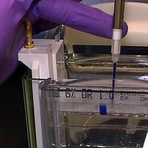 Video: DNA-affinity-purified Chip DAP-chip Method to Determine Gene Targets for Bacterial Two component Regulatory Systems