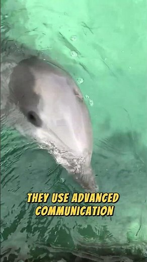 Why Are Dolphins So Intelligent?