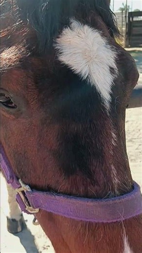 Zorro loves playing the lip flap game.
