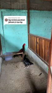 Maulana Rooster on Reels