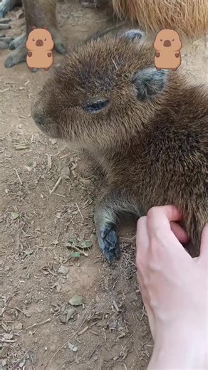 #capybara #peace #loveyou #happiness | Capybara