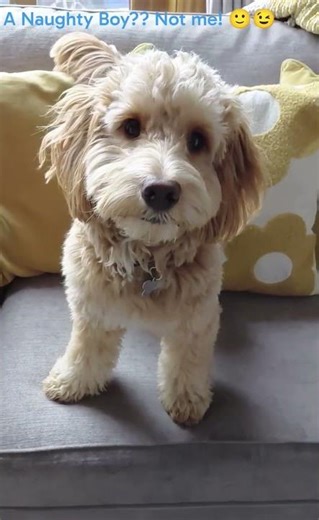 Wilf the Rescue Cockapoo Settling nicely into his new home....Butter wouldn't melt! 🙂 #Puppy #Cute