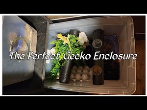 Easy Adult Crested Gecko Setup