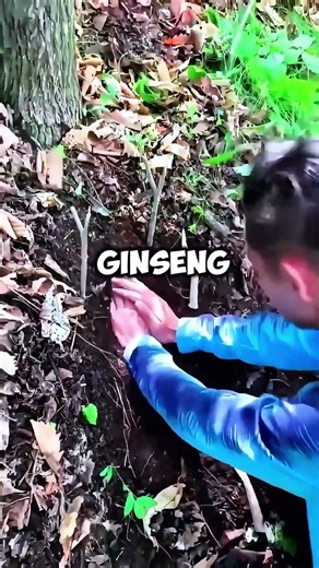 this Chinese ginseng is really interesting !