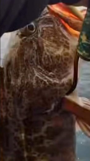 Epic Lingcod Adventure: Crushing It on the Island Spirit with Ventura Sportfishing!