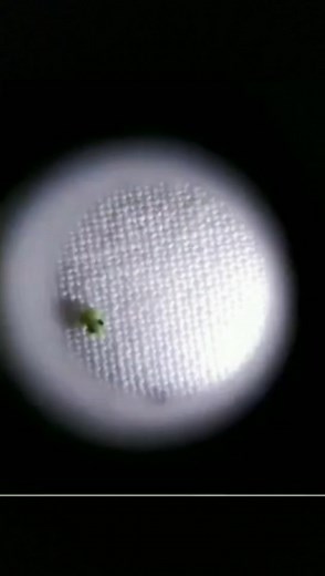 micro frog. #microfrog