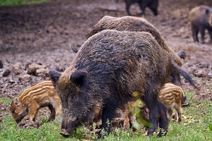Experts Warning Feral "Super Pig" Populations are Spiraling Out of Control