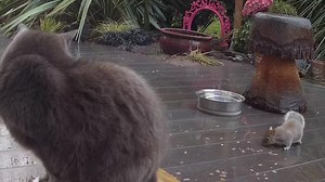 10K views · 2.1K reactions | Close encounter of the furry kind! Grumpy Cat is one very chilled out cat ❤️ | Mr Lumpy & Friends. | Facebook