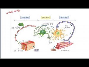184. [Life Science 1] 3-1. Conduction and Transmission of Excitation - Structure and Function of ...
