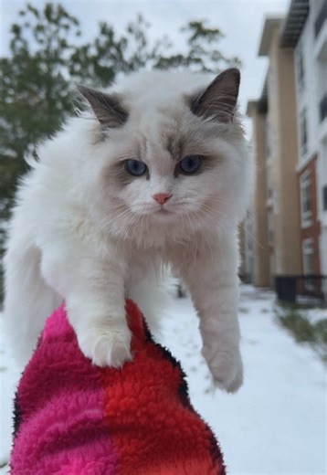 Pretty Snow Boy: Adorable Ragdoll Cat Moments