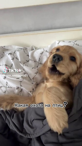 Cocker Spaniel Care Tips for New Owners