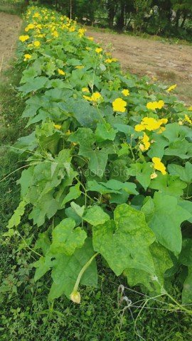 "Growing Sponge Gourd Flowers: Tips for Beautiful Blooms and Bountiful Harvests". Sponge Gourd Flowering Stages and Tips for Best Growth.