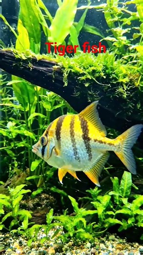 tiger fish#short video #automobile #lifeisbutadream #travel #crazy fish #extremecar #carhop #crazyfi