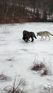 22K views · 1.5K reactions | The eight month old pups love playing on the ice of their pond. Wolves splay their padded paws & dig in with their claws to help maintain balance on ice (though the pups are still developing the finesse involved to stay on their feet!) | Wolf Mountain Nature Center | Facebook
