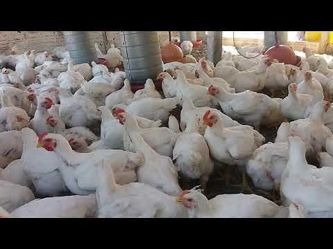 we're back to raising chickens + tips for small farmers