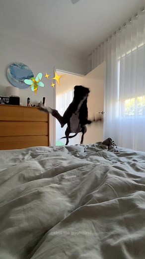 Rachel's Greyhound Commentary and Long Dog Magic