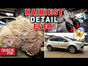 Deep Cleaning The HAIRIEST DISASTER Vehicle I've Ever Seen! | Quick Fix | The Detail Geek 2