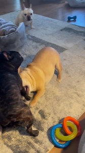 Happy Thursdaytimes Pawdners!❤️🤠⛄️ “We’s practicin our outlawin skills🤠” | The Doolin and Dalton Gang