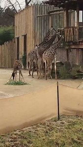 Giraffe breakfast time. Remember it's half price admission through March 10 for Penguin Days presented by FirstEnergy Solutions. Gates open at 10am. Early entry for members begins on March 11th. | Cincinnati Zoo & Botanical Garden