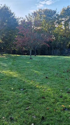 518 reactions · 13 shares | Stop repeating your stay command and expecting your dog to understand #suffolkdogtraining #suffolkspaniels #thespanielexperts #gundogtrainingsuffolk | Whistle and Wag Dog Training | Facebook