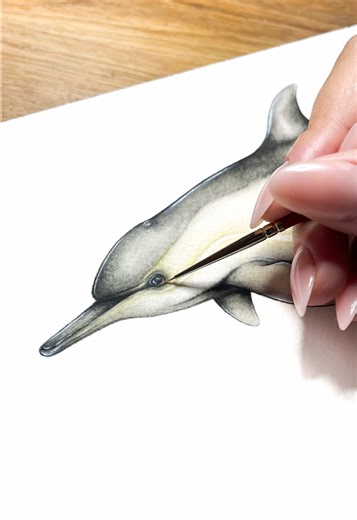 Common Dolphin: A Playful Marine Marvel in Cornwall