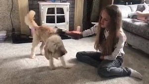 Getting your doggo to recognise your bionic arm 😍🐕 www.openbionics.com/hero-arm | Open Bionics