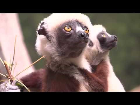 Baby Sifaka Lemur at Bronx Zoo
