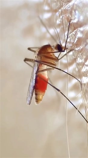 The Deadliest Animal on Earth: Mosquitoes #shorts