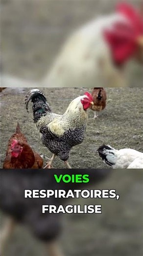 Le poulailler parfait aération et bien être des poules