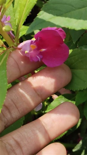 Balsam (Chira-Mira) #viral #shorts #new #balsam #easy #easytogrow #trending #easytogrow #flowers